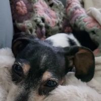 Countryside (Moville) Veterinary Clinic ico