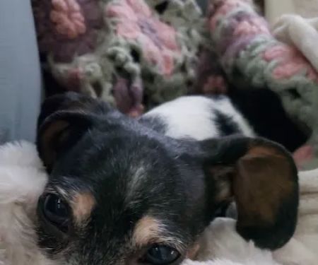 Countryside (Moville) Veterinary Clinic