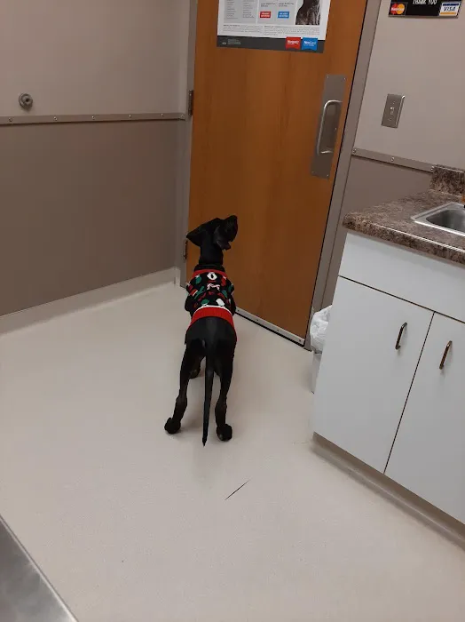 Central Veterinary Clinic Picture 4