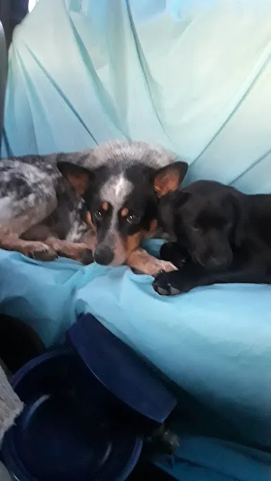 Central Veterinary Clinic Picture 6