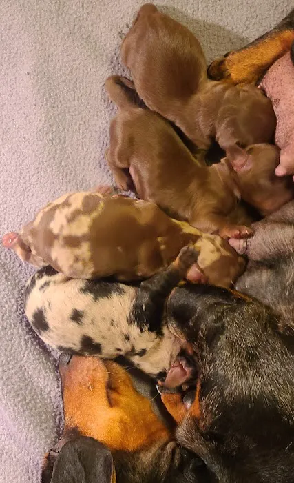 Central Veterinary Clinic Picture 7