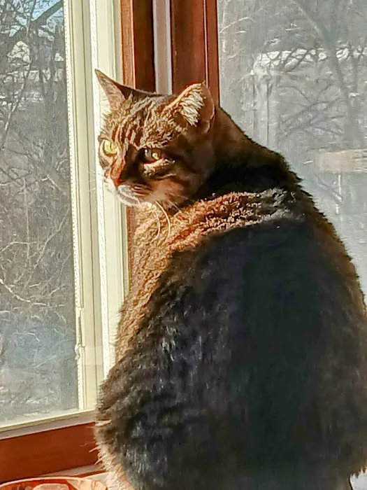 Sheldon Veterinary Medical Center Picture 3