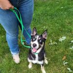 Sheldon Veterinary Medical Center