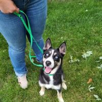 Sheldon Veterinary Medical Center ico