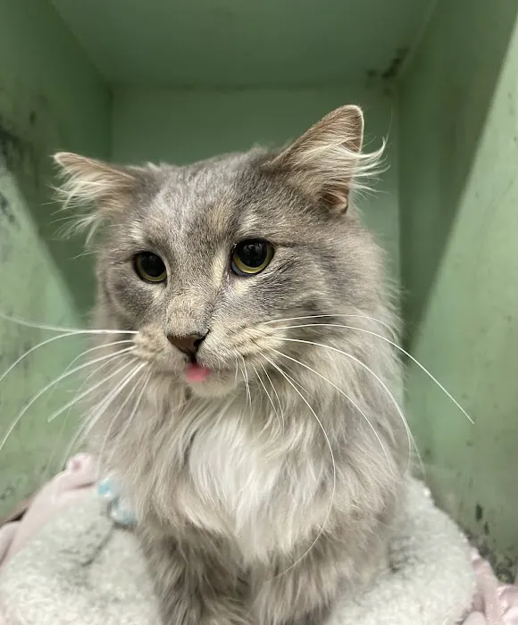 Sheldon Veterinary Medical Center Picture 4