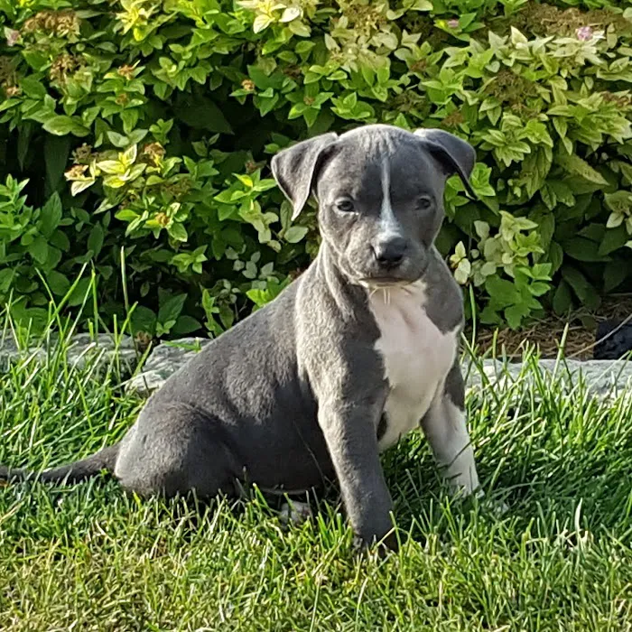 Akron Veterinary Clinic Picture 1