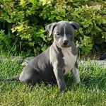 Akron Veterinary Clinic