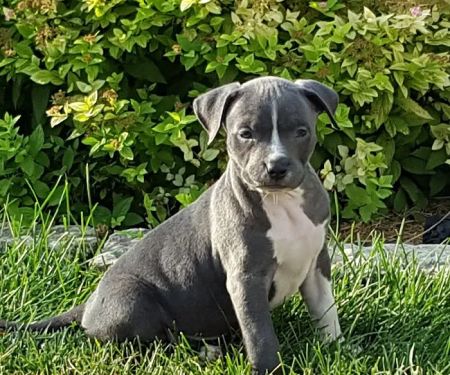 Akron Veterinary Clinic