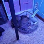 Harlan Veterinary Associates