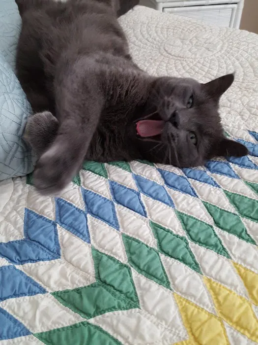 Harlan Veterinary Associates Picture 4