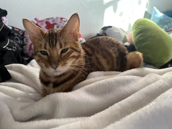 Oakland Veterinary Clinic Picture 1