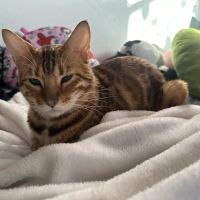 Oakland Veterinary Clinic ico