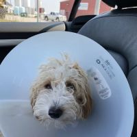 Hilltop Veterinary Clinic, LLC ico