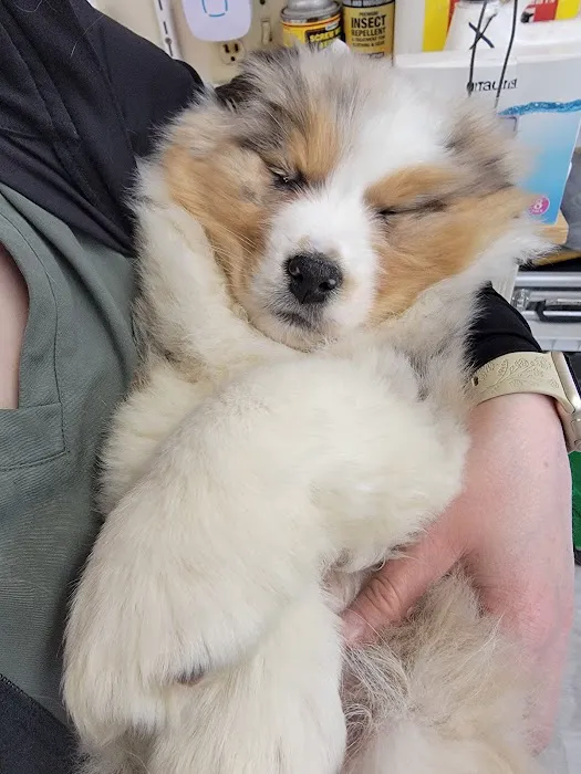 Affordable Vet Care Picture 1