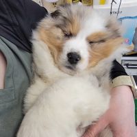 Affordable Vet Care ico