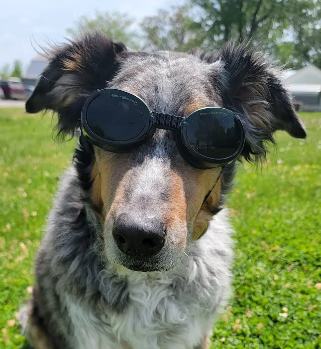 Affordable Vet Care Picture 3