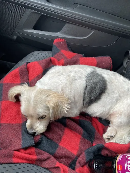 Affordable Vet Care Picture 4