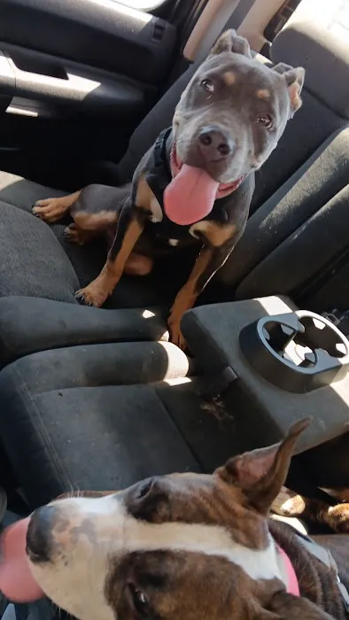 Affordable Vet Care Picture 6