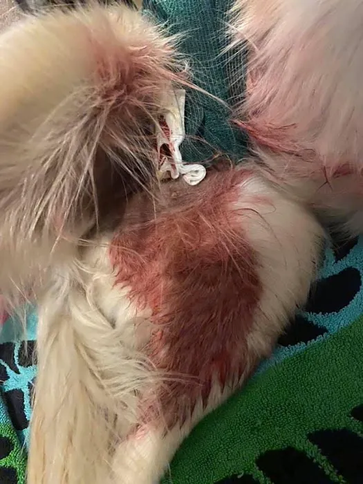 Affordable Vet Care Picture 5