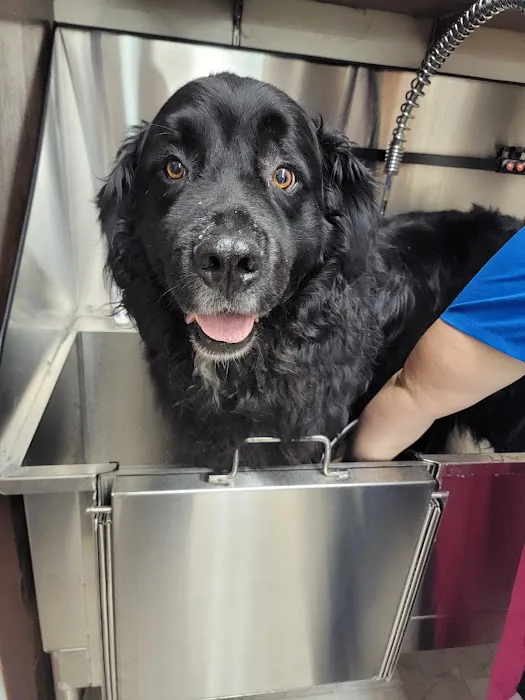 Affordable Vet Care Picture 10