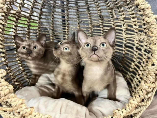 Mo RoyalThai Cattery Picture 1