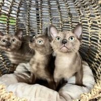 Mo RoyalThai Cattery ico