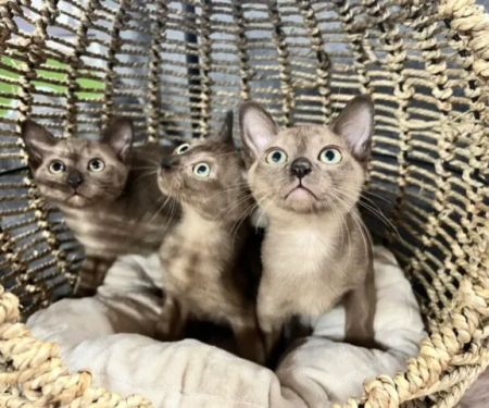 Mo RoyalThai Cattery