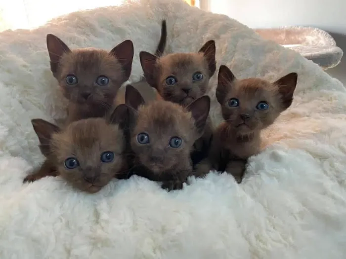 Mo RoyalThai Cattery Picture 3