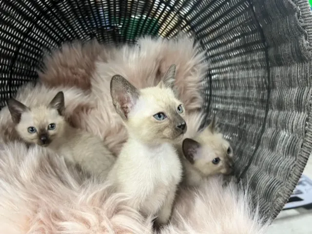 Mo RoyalThai Cattery Picture 2