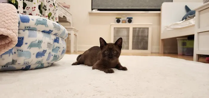 Mo RoyalThai Cattery Picture 4