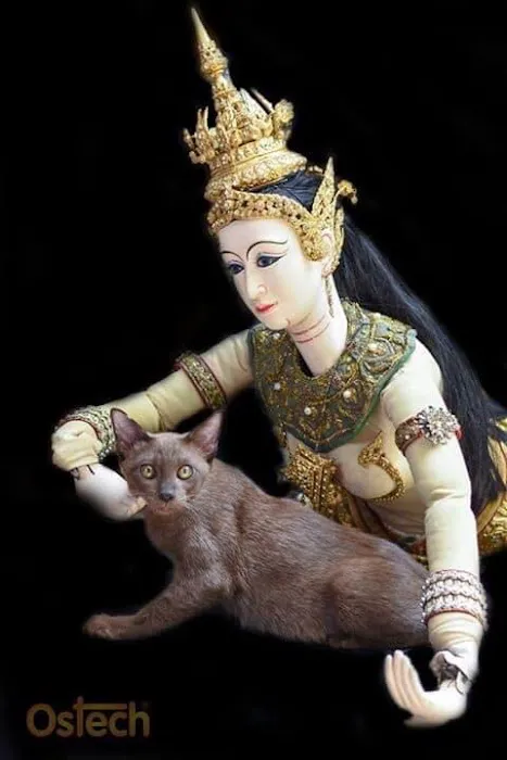 Mo RoyalThai Cattery Picture 7