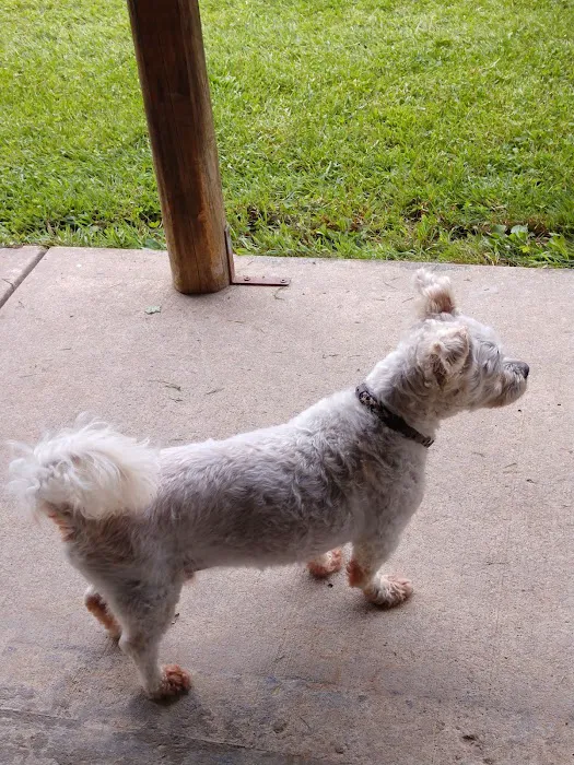 Young Veterinary Clinic Picture 4