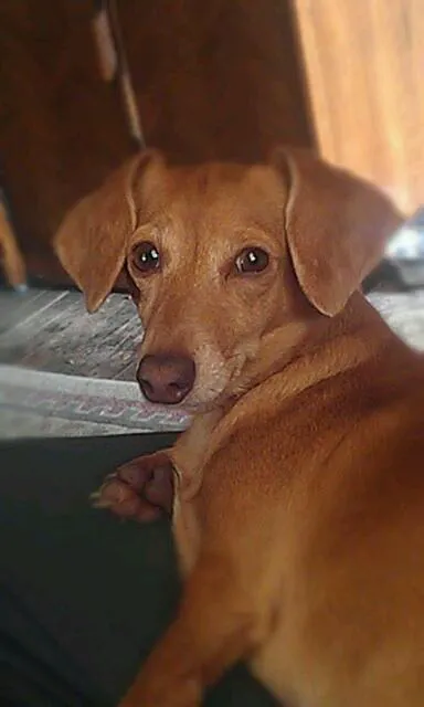 Young Veterinary Clinic Picture 7