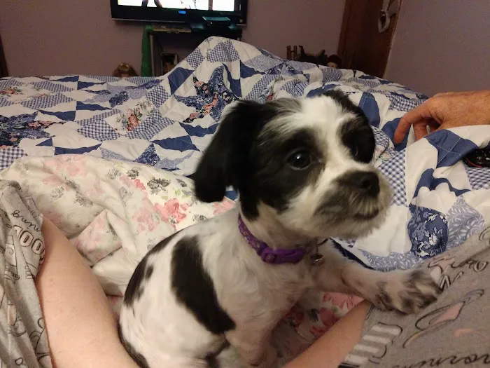 Young Veterinary Clinic Picture 5