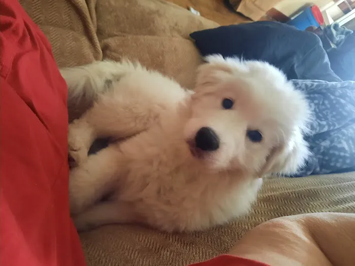 North Central Mo Vet Services Picture 4