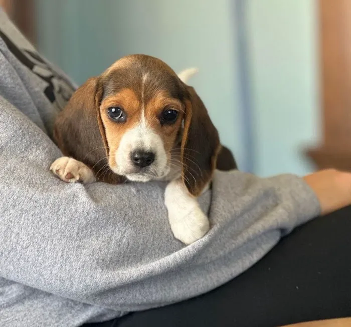 North Central Mo Vet Services Picture 8