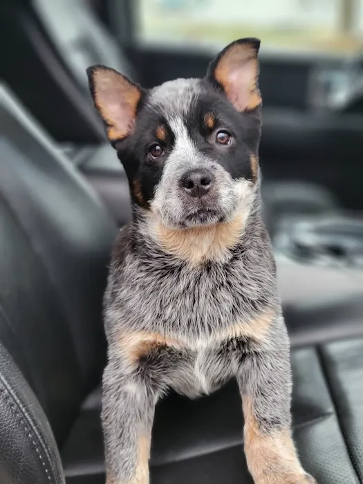 North Central Mo Vet Services Picture 10