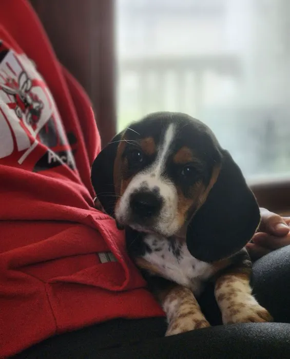 North Central Mo Vet Services Picture 7