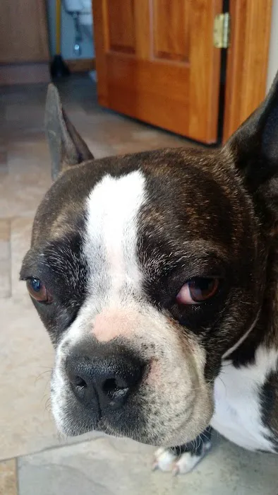 Premier Veterinary Services Picture 1