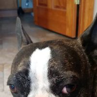 Premier Veterinary Services ico