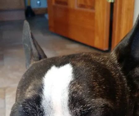 Premier Veterinary Services