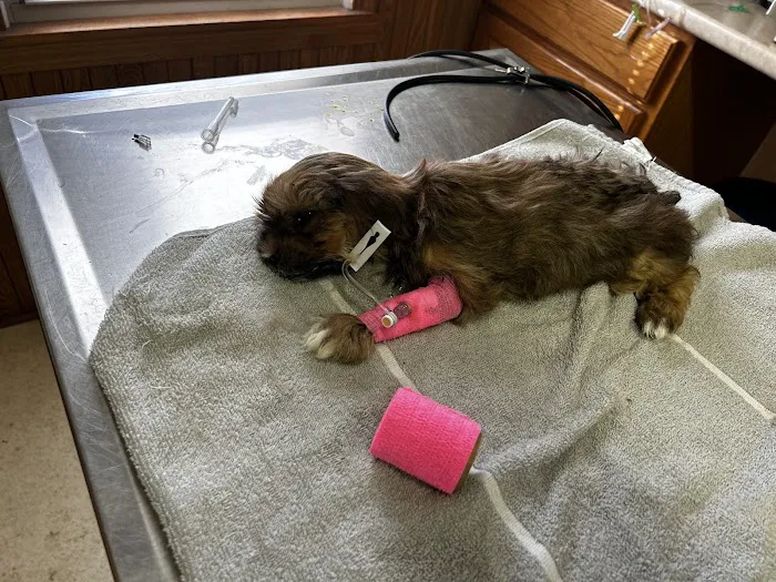 Meller-James & Associates Veterinary Services Picture 3