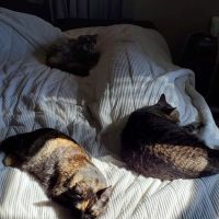 Meller-James & Associates Veterinary Services ico