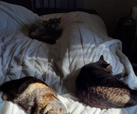 Meller-James & Associates Veterinary Services