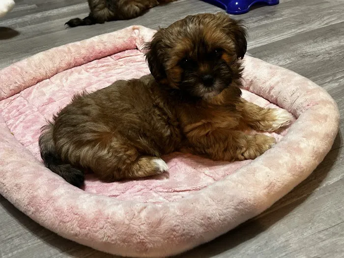 Meller-James & Associates Veterinary Services Picture 5