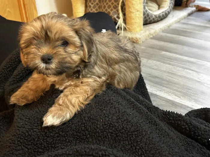 Meller-James & Associates Veterinary Services Picture 4