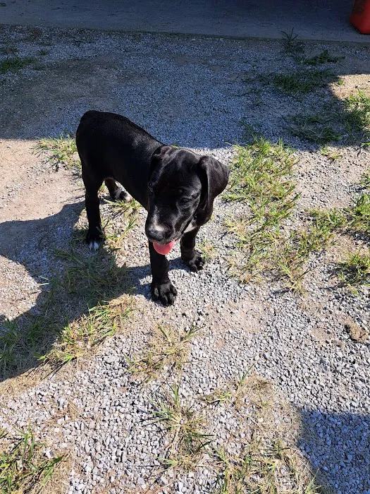 Ulrich's Veterinary Clinic Picture 7