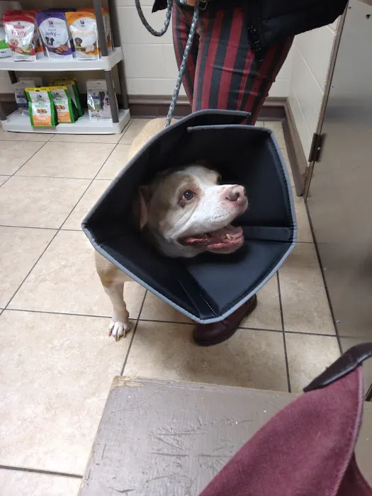 Dogwood Veterinary Hospital Picture 6