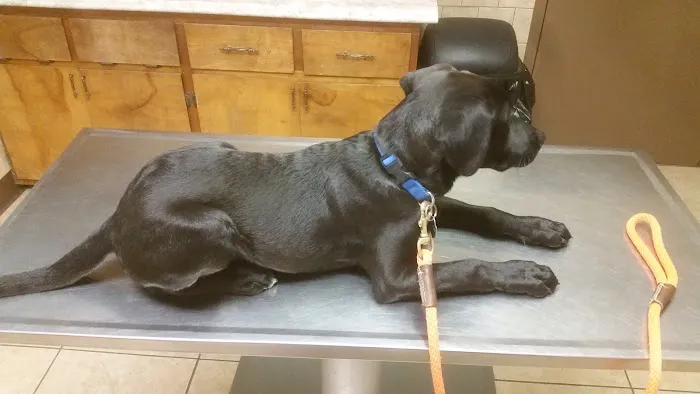 Dogwood Veterinary Hospital Picture 4