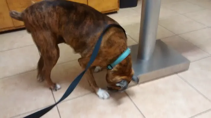 Dogwood Veterinary Hospital Picture 3